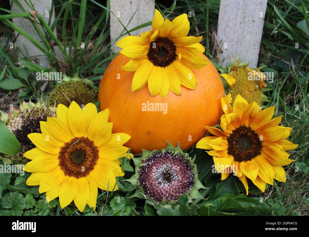 Herbstkürbis mit Sonnenblume und Samen. Stockfoto