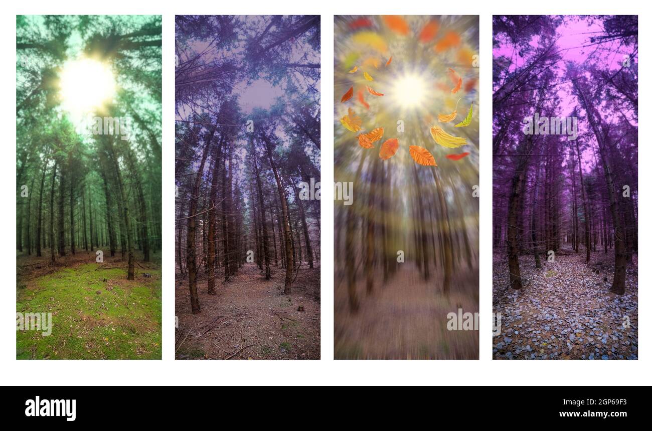 Panorama-Vertikalfoto des Waldes im Herbst mit bunten Herbstblättern. Vertikale Format Fotos Collage. Stockfoto