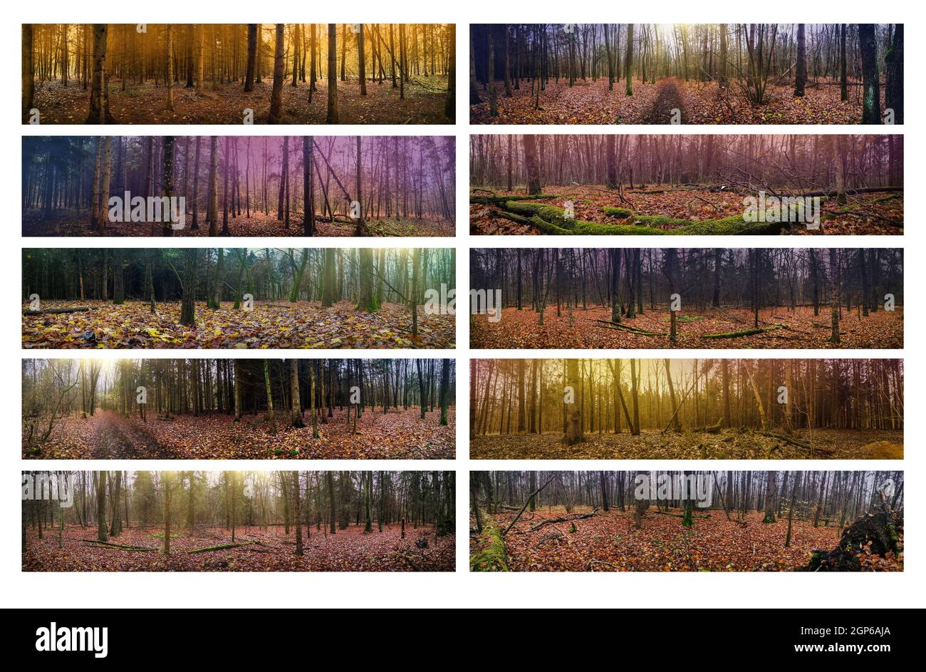 Seltsamer Herbstwald mit magischer Atmosphäre Panoramabild. Mystisch verträumter Wald im Herbst und magisches Lichtbild Stockfoto