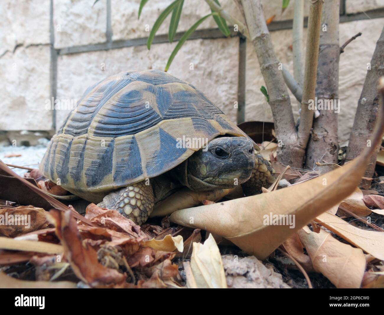 Verzierten Kasten-Schildkröte Stockfoto