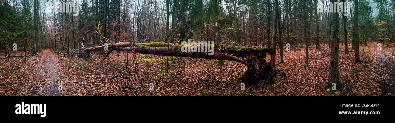 Dunkle gruselige Nacht Herbst Wald breiten horizontalen Format Banner. Göttliche herrliche dichte Wald Panorama-Web-Banner. Stockfoto