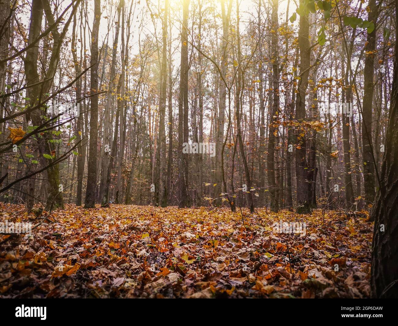 Geheimnisvoller Märchenwald im Nebel. Nebliger göttlicher Herbstwald. Stockfoto