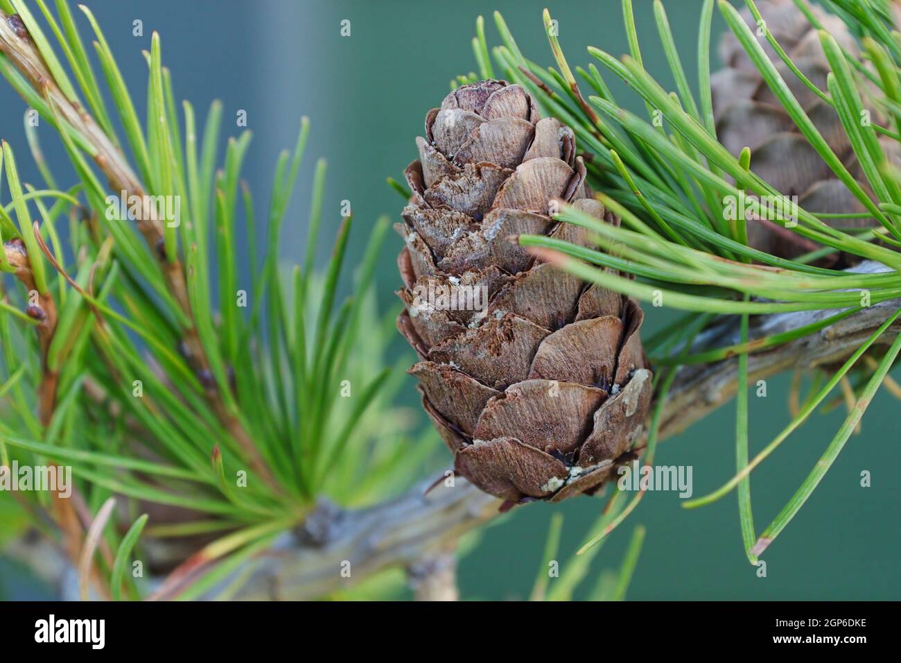 Makro aus Kegel wirkt auf einen Lärchenzweig mit blauem Hintergrund. Stockfoto