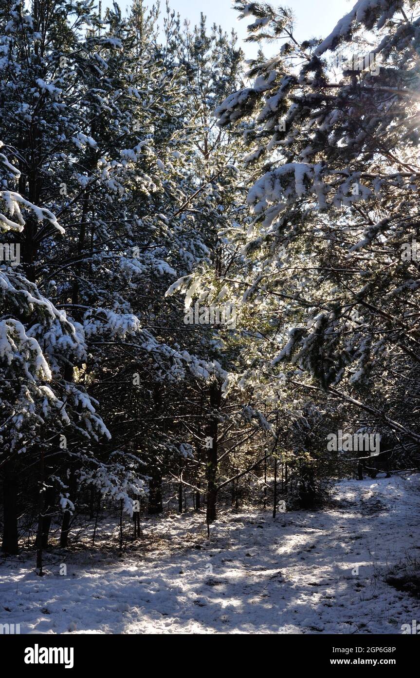 Ein winterlicher Märchenwald im Erpetal gleich vor den Toren Berlins in der Gemeinde Hoppegarten. - EIN Wintermärchenwald im Erpetal nur aus Stockfoto