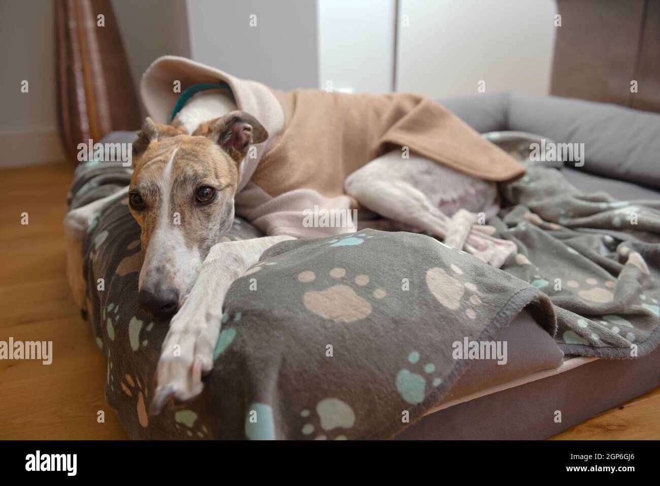 Weiß und braun großer Hund Windhund ruht den Kopf und schaut von ihrem Hundebett aus auf die Kamera. Paw gemusterte Decke und dicker Fleece Pullover für Wärme Stockfoto