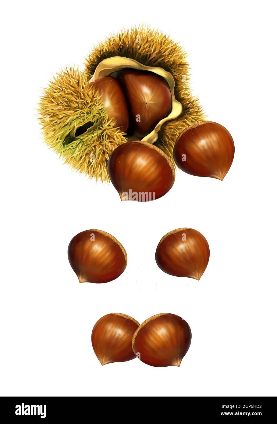 Eine detaillierte Darstellung von Kastanie und Kastanienbur Stockfoto