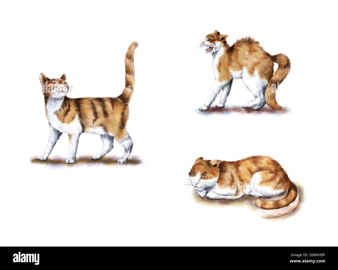 Die Bewegungen der Katze Stockfoto