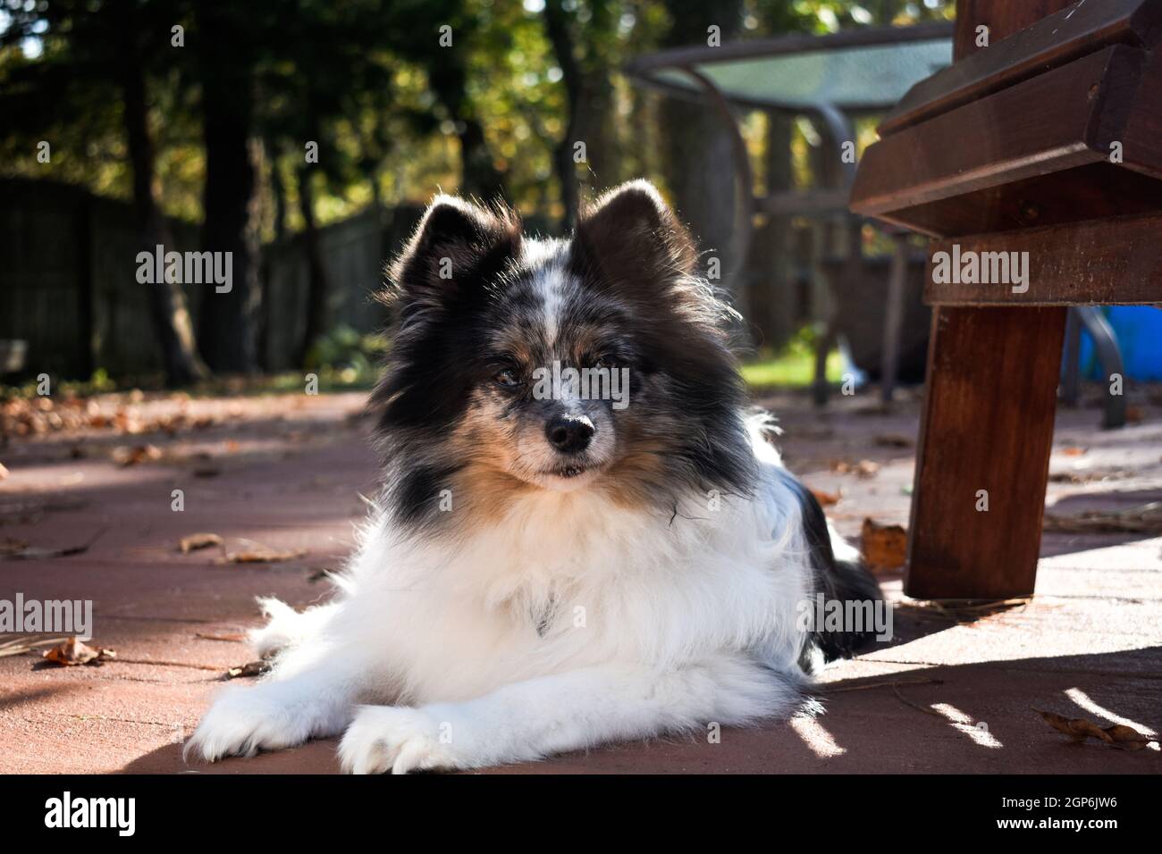 Porträt des Papillon-Hundes, der an einem sonnigen Tag auf dem Boden in einem Hof liegt Stockfoto