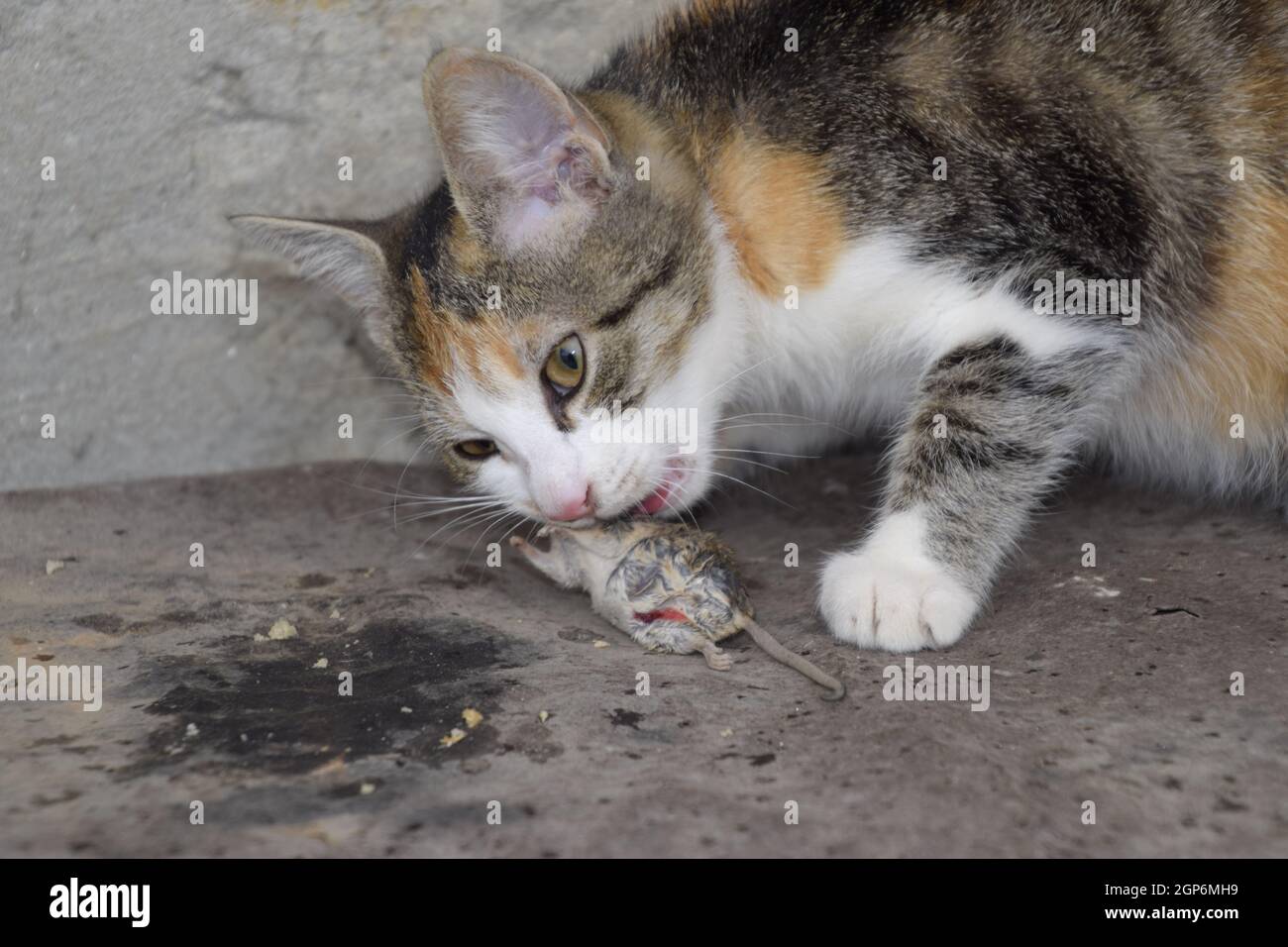 Die Katze fing die Maus. Die Katze frisst die Maus Gefangene. Jäger zu Hause. Stockfoto