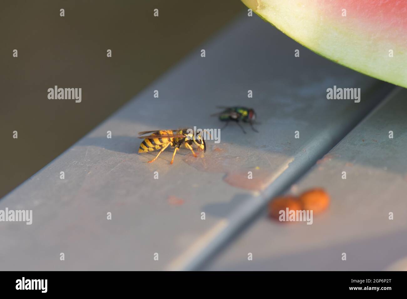 Nahaufnahme einer Biene, die einen Wassermelonensaft in der Nähe der Fliege auf einer blauen Bank trinkt Stockfoto