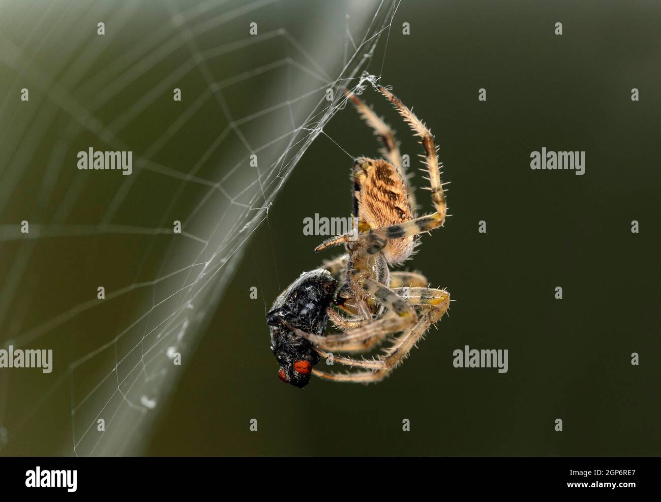 Europäische Gartenspinne (Araneus diadematus) mit gefangener Fliege, Wallis, Schweiz Stockfoto