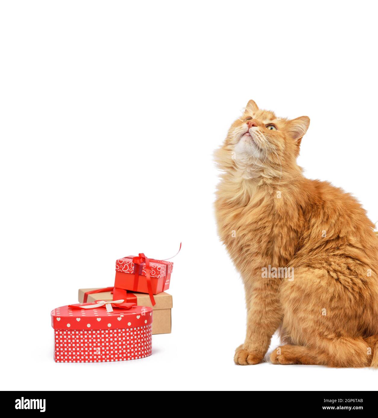 Erwachsene Ingwer Katze sitzt in der Mitte von Schachteln in braunem Papier eingewickelt und gebunden mit Seidenband, Geschenke und ein Tier auf weißem Hintergrund, Geburtstag Stockfoto