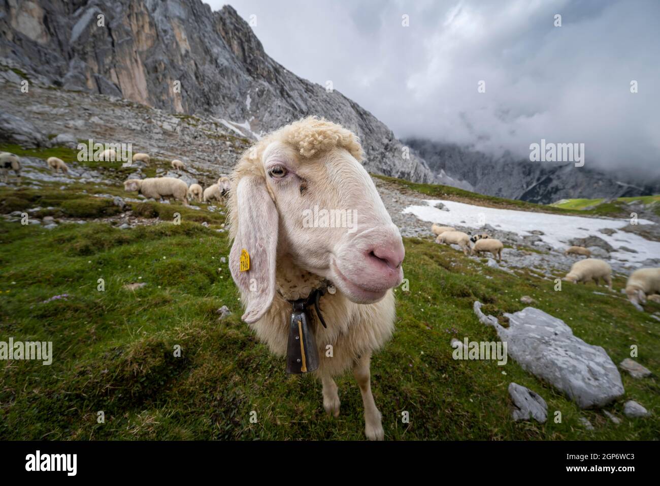 Schafe auf Bergwiese, Portrait, Frauenalpl, Wanderweg zur Meilerhütte, Wettersteingebirge, Bayern, Deutschland Stockfoto