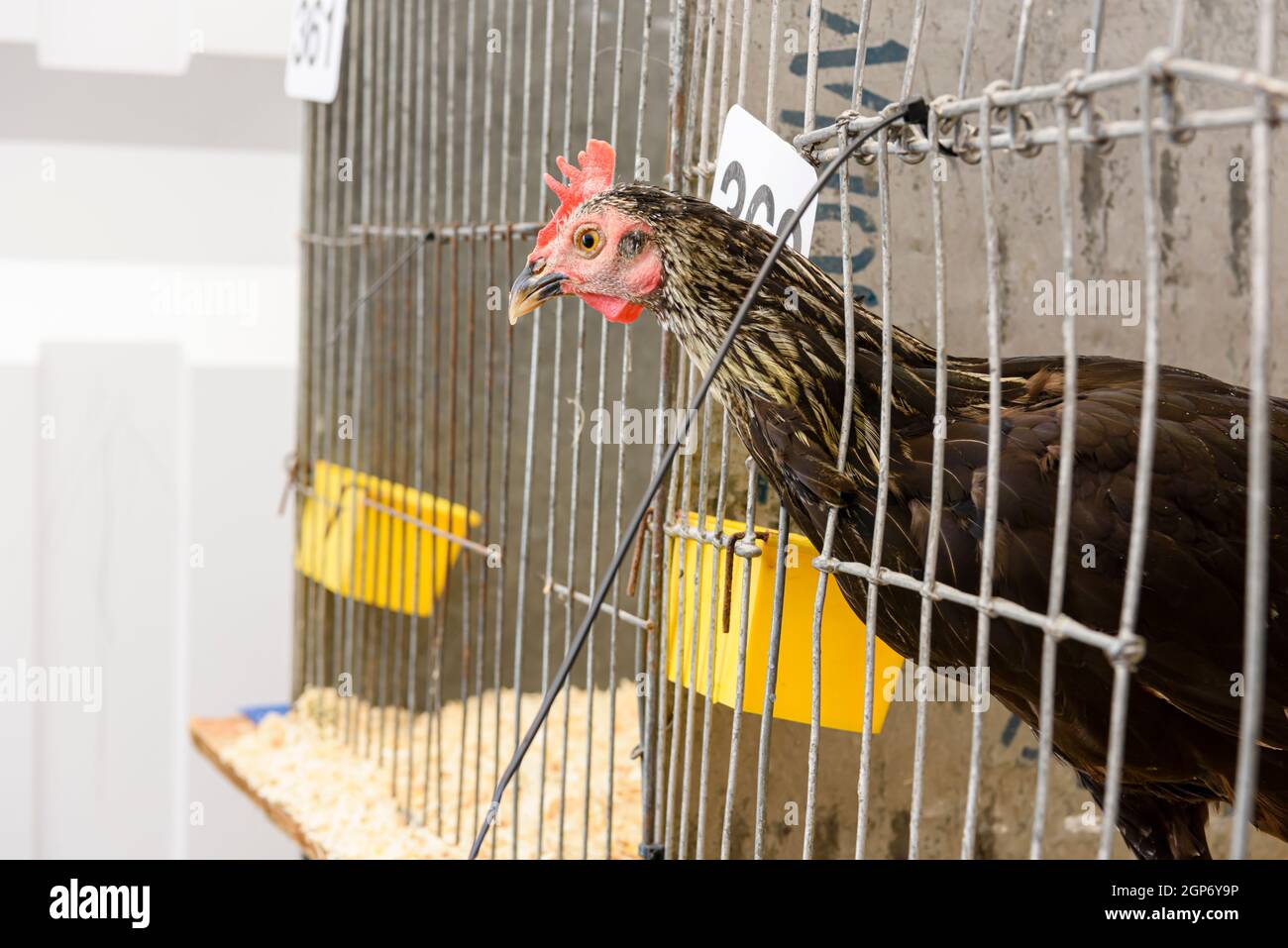 Huhn stochelt seinen Kopf bei einer Geflügelausstellung aus einem Käfig Stockfoto