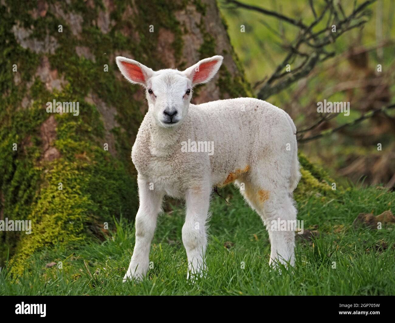 Süßes flauschiges weißes Frühlingslamm mit rosa Ohren und jodgefärbtem Nabelbaum, das am moosigen Baumstamm auf einer Hochlandwiese in Cumbria, England, Großbritannien, steht Stockfoto