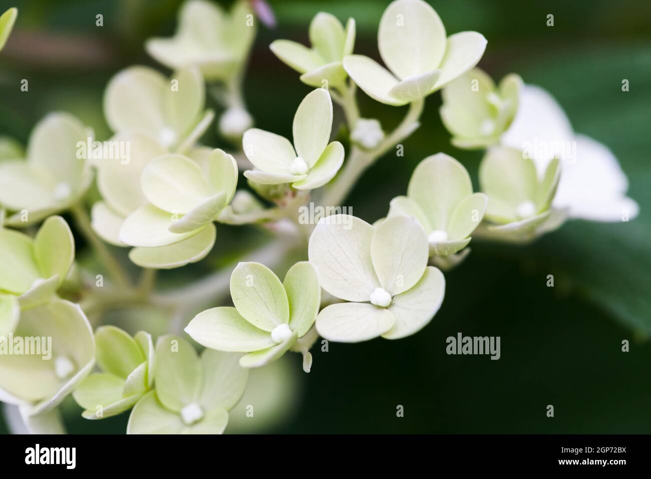 Blühende Hortensien, hellgrüne Blüten über verschwommenem Hintergrund, Makrofoto mit selektivem Fokus Stockfoto