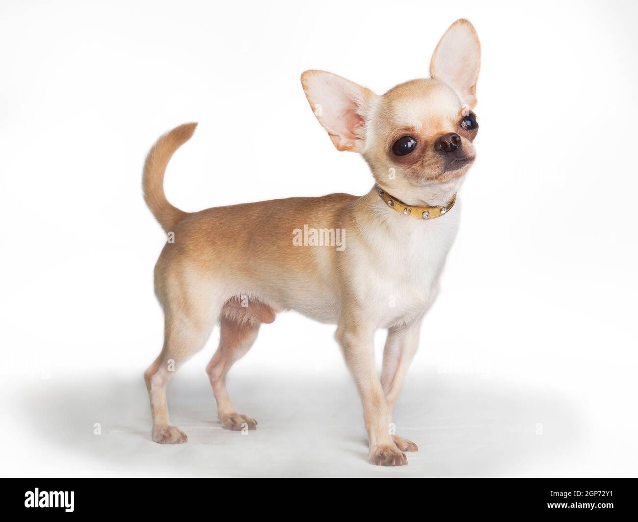 Der kleine chihuahua Hund (Rüde) mit weißen Steinen im Halsband steht stolz  auf weißem Hintergrund im Studio Stockfotografie - Alamy