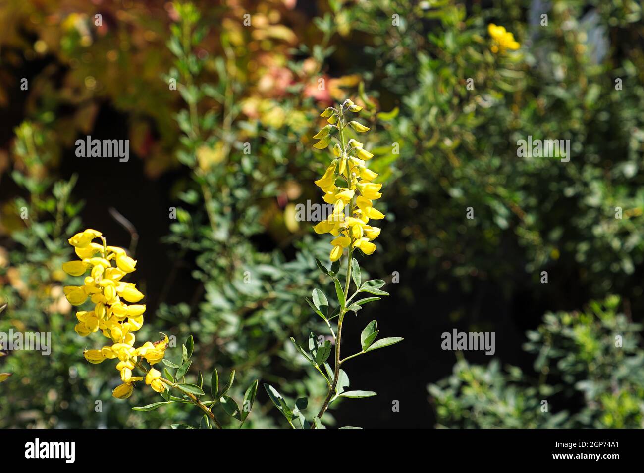 Selektiver Fokus auf einen Cyni-Besen-Busch mit Blüten. Stockfoto