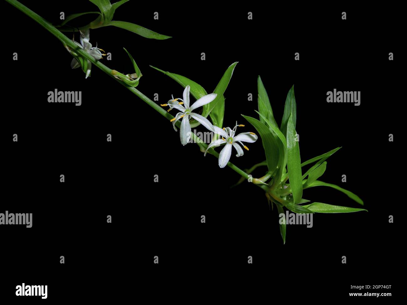 Zwei weiße chlorophytum comosum blüht in einem langen verzweigten Blütenstand. Jede Blume hat sechs dreigeägige Tepale. Alles auf schwarzem Hintergrund Stockfoto
