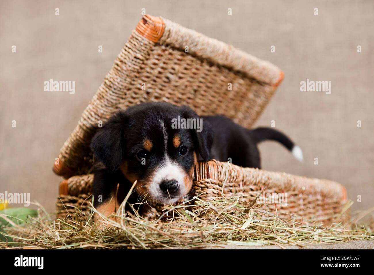 Ein schwarz-rot gebräunter und weißreihiger Welpe der Schweizer Breed Entlehucher Sennenhund guckt aus einem Korb drinnen auf einem Burlap im Studio Stockfoto