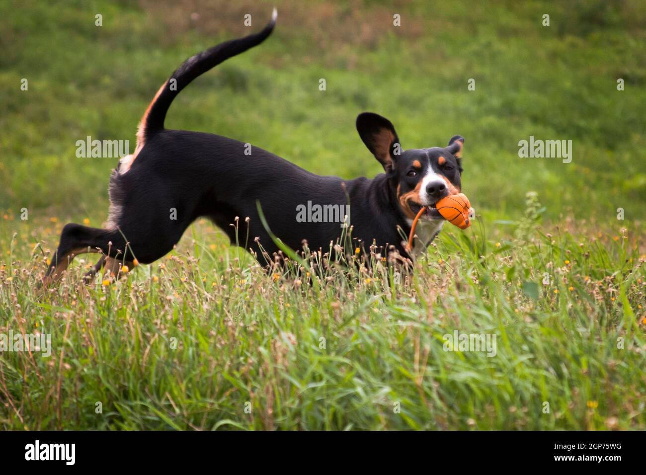 Eine schwarz gebrannte Bräune und ein weisser Brusthund, Schweizer Entlebucher Sennenhund, in einem roten Kragen, Spaß haben, spielen, laufen und springen, mit einem Ball Stockfoto