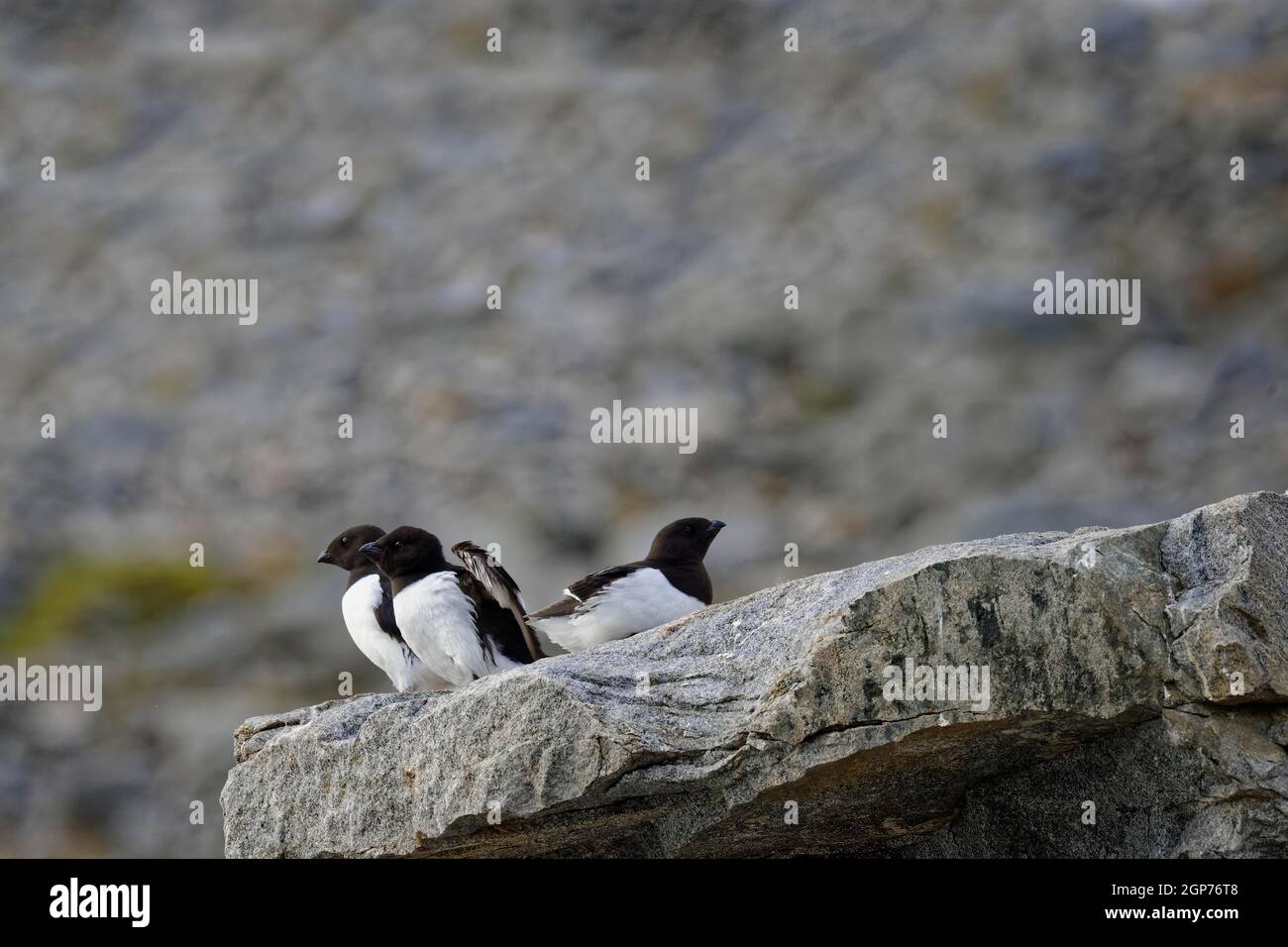 Dickschnabelmurre (Uria lomvia) oder Brunnichs Guillemot auf Felsen, Hinlopenstraße, Spitzbergen-Insel, Spitzbergen-Archipel, Norwegen Stockfoto