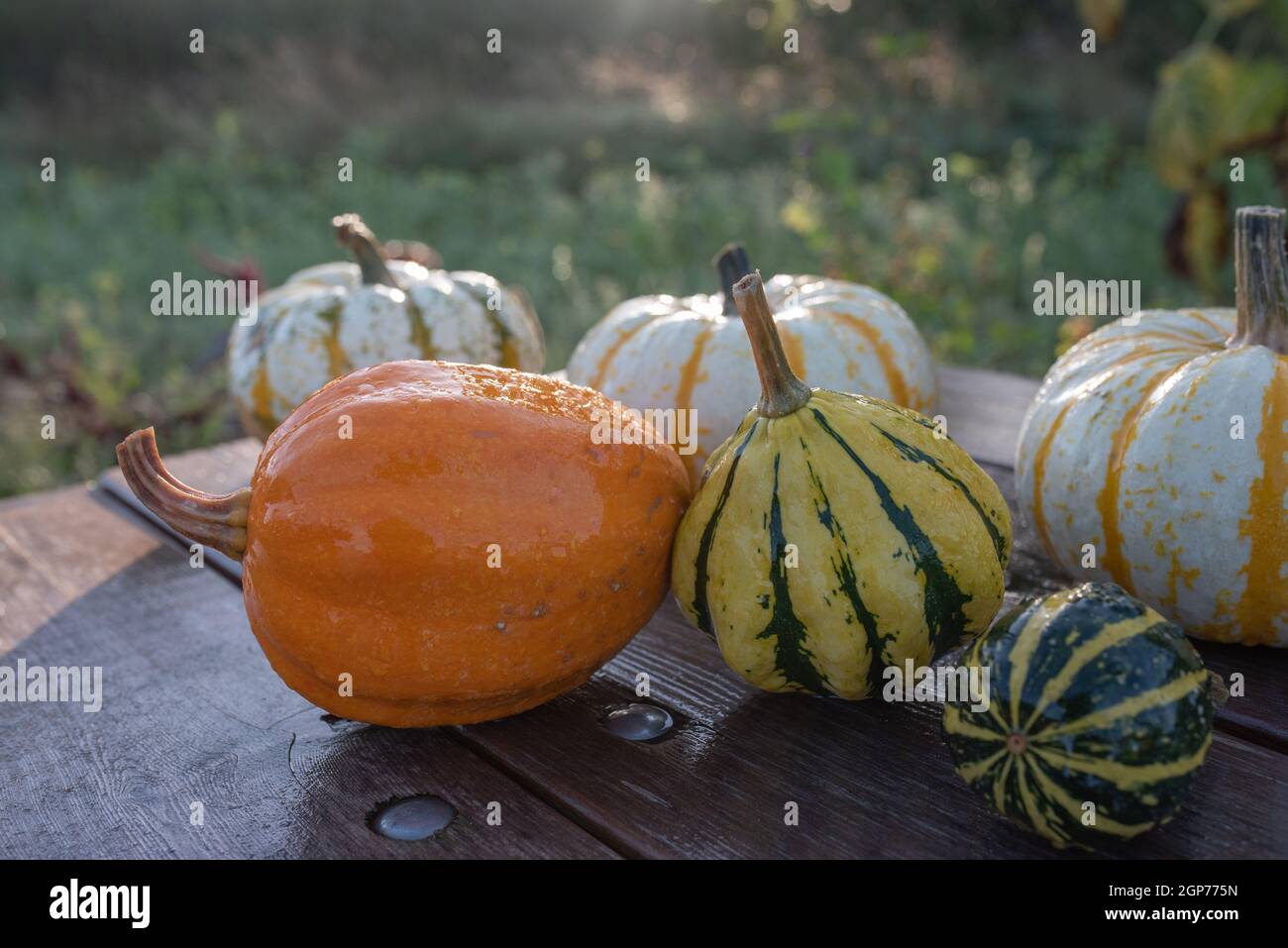 Auswahl an essbaren und dekorativen Kürbissen und Kürbissen. Herbstzusammensetzung verschiedener Squash-Typen auf Holztisch. Stockfoto