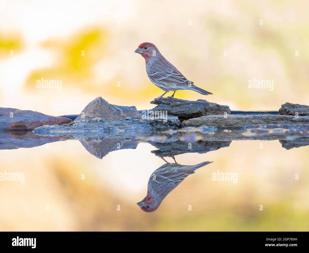 House Finch, Tortolita Mountains, Marana, in der Nähe von Tucson, Arizona. Stockfoto