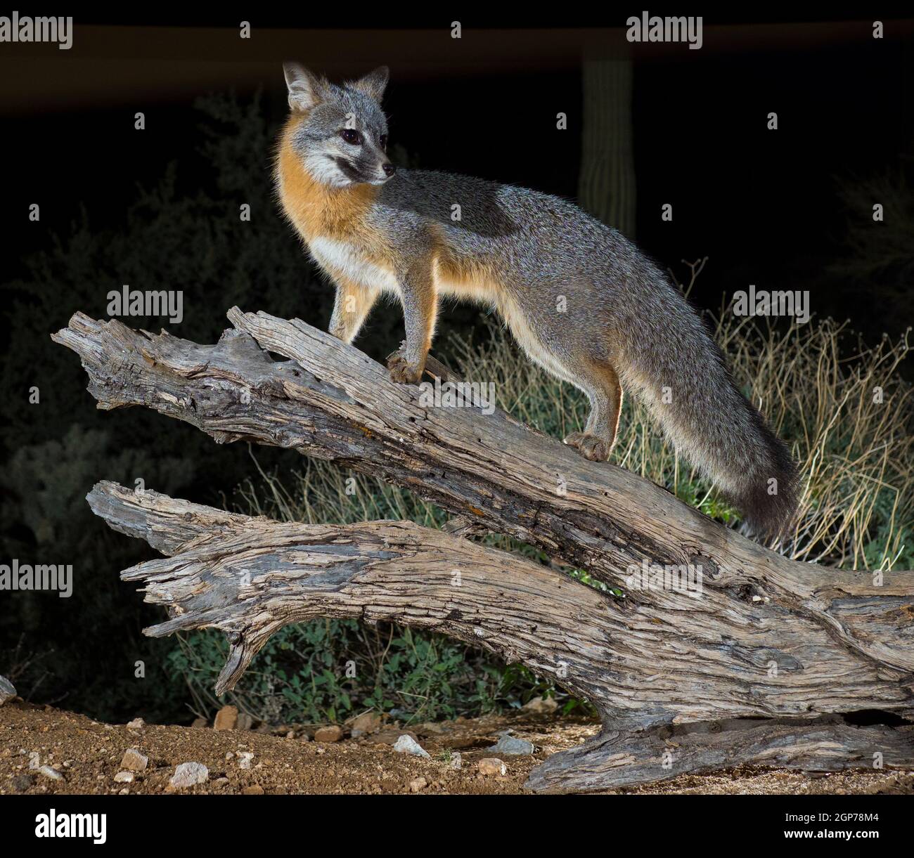 Grey Fox, Tortolita Mountains, Marana, in der Nähe von Tucson, Arizona. Stockfoto