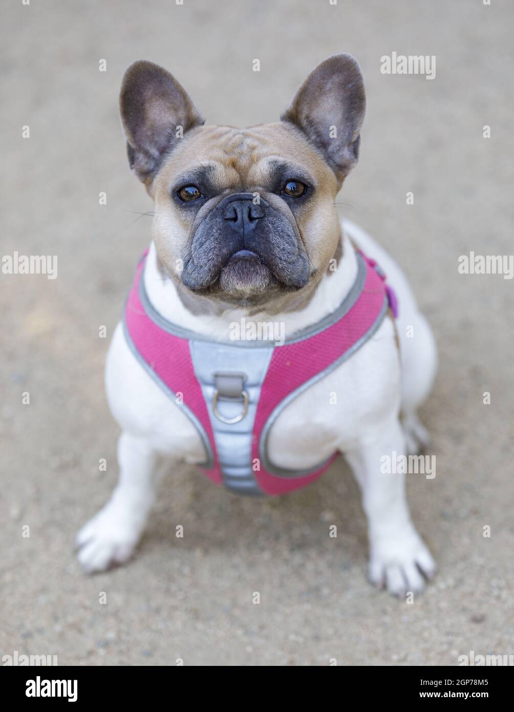 3.5-jährige Tan und White Piebald Französin sitzt und schaut nach oben. Hundepark an der Leine in Nordkalifornien. Stockfoto