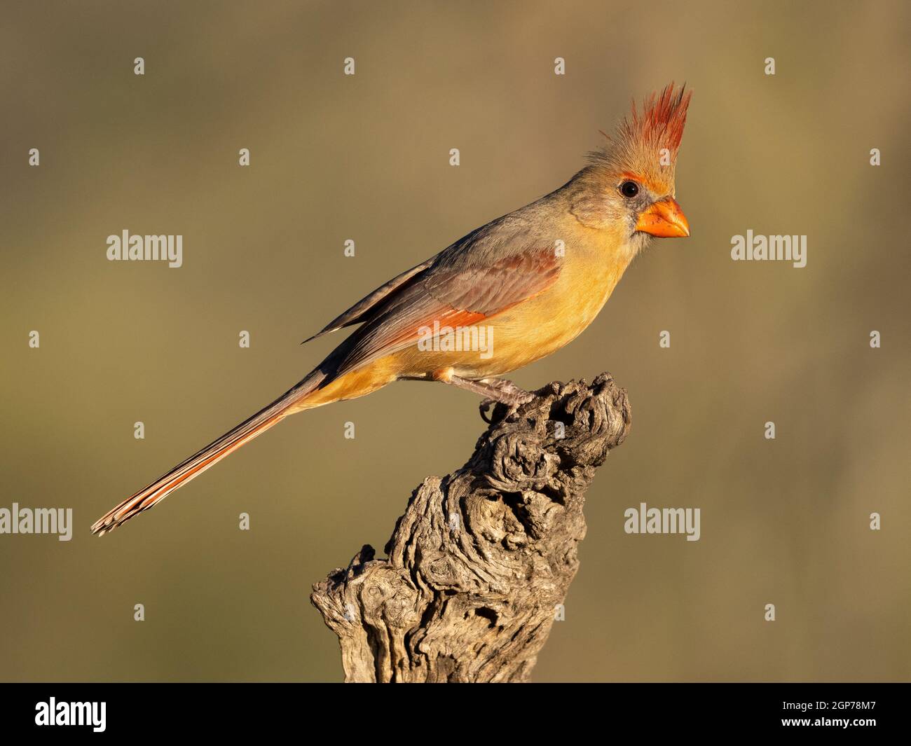 Northern cardinal, Tortolita Mountains, Marana, in der Nähe von Tucson, Arizona. Stockfoto