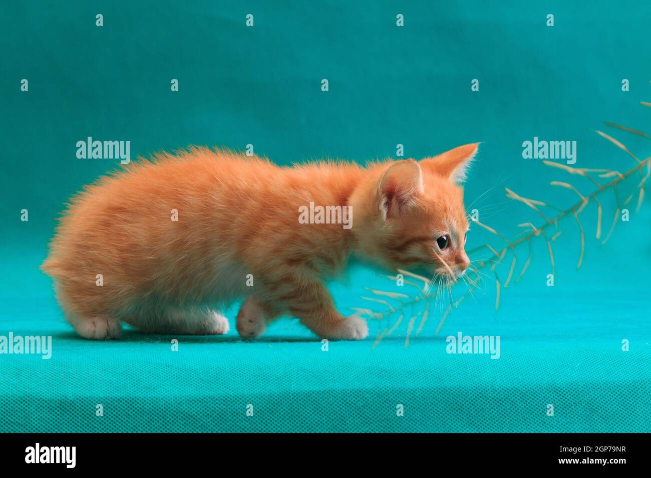 Niedliche liebenswert rot gestreiften Kätzchen spielen mit Gras auf Cyan Türkis Hintergrund im Studio drinnen Stockfoto