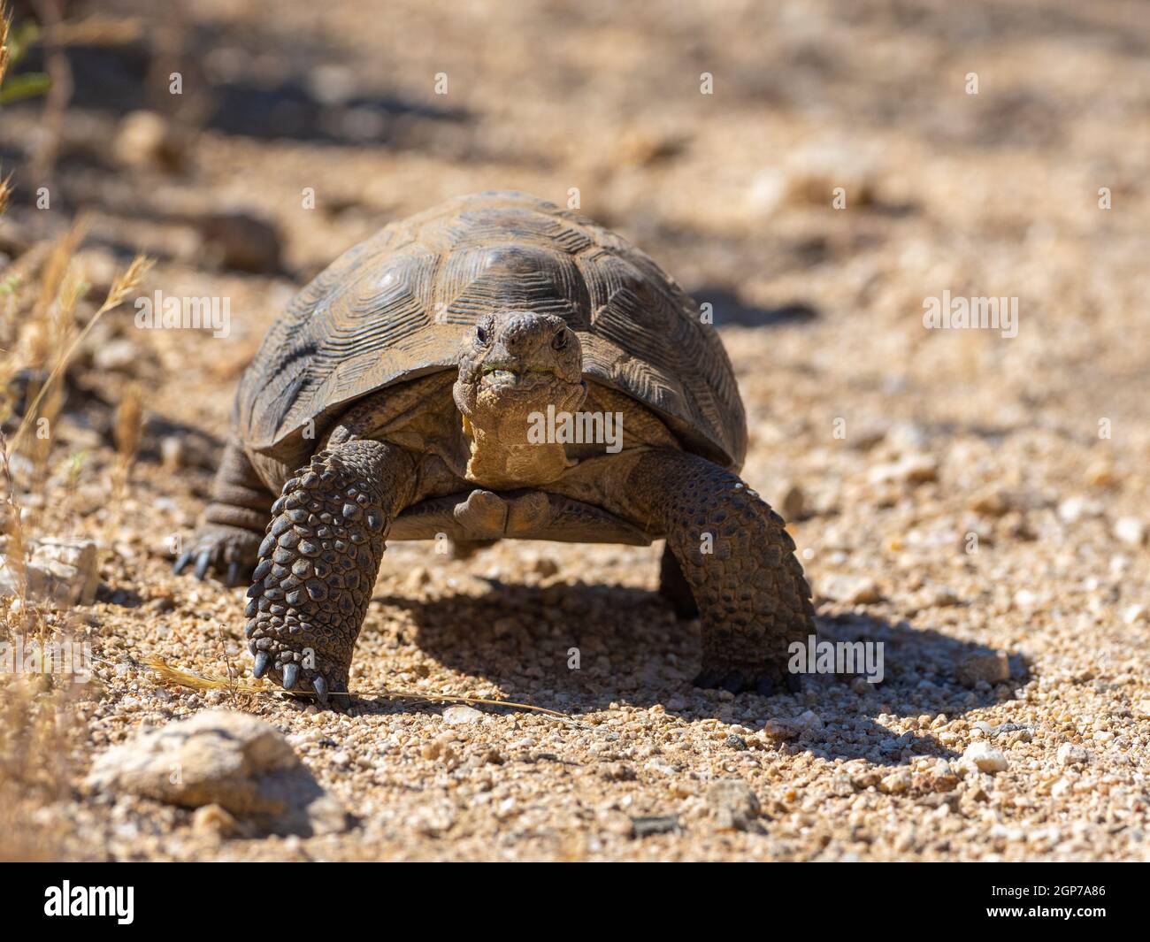 Sonoran Desert Tortoise, Marana, in der Nähe von Tucson, Arizona. Stockfoto