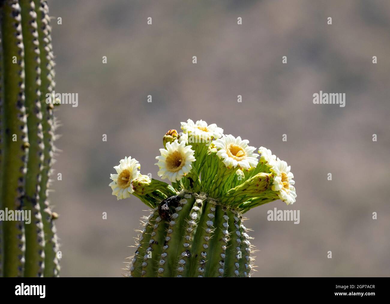 Blooming Saguaro Cactus, Marana, in der Nähe von Tucson, Arizona. Stockfoto