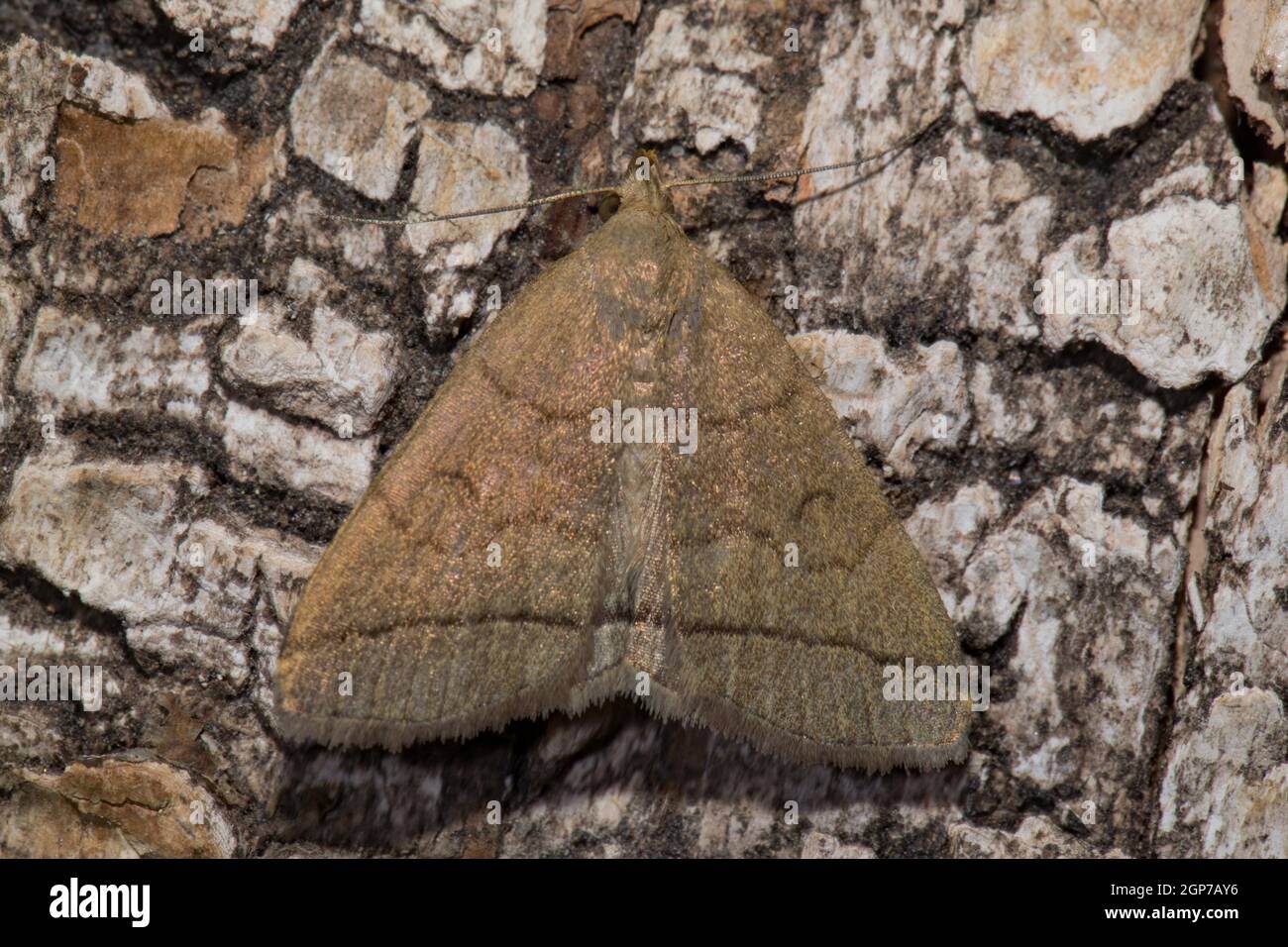 Fanfoot (Zanclognatha tarsipennalis) Stockfoto