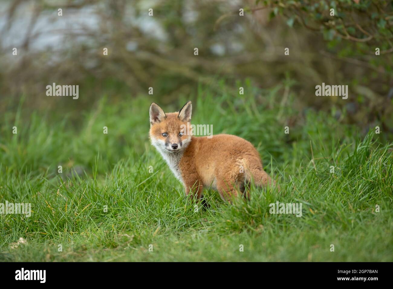 Rotfuchsjunge (Vulpes vulpes) erkundet von der Höhle aus Stockfoto