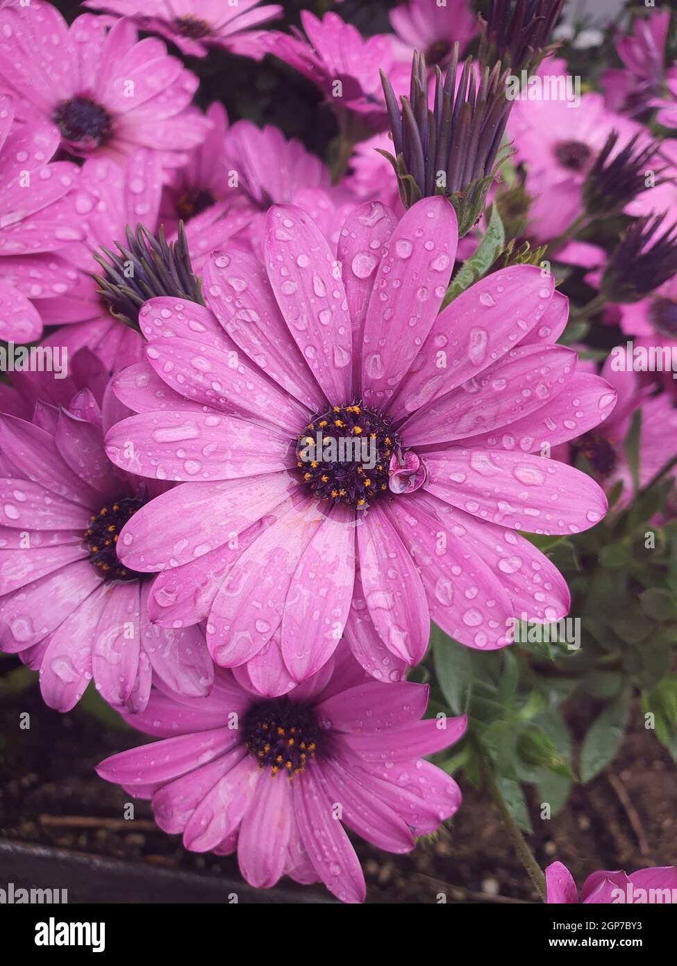 Nahaufnahme von schönen violetten Osteospermum-Blüten mit Regentropfen Stockfoto