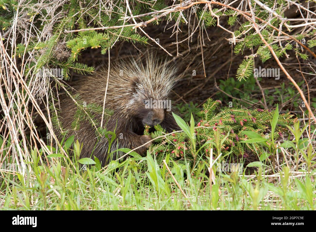 Nordamerikanisches Stachelschwein (Erethizon dorsatum), Forillon-Nationalpark, Quebec, Kanada Stockfoto