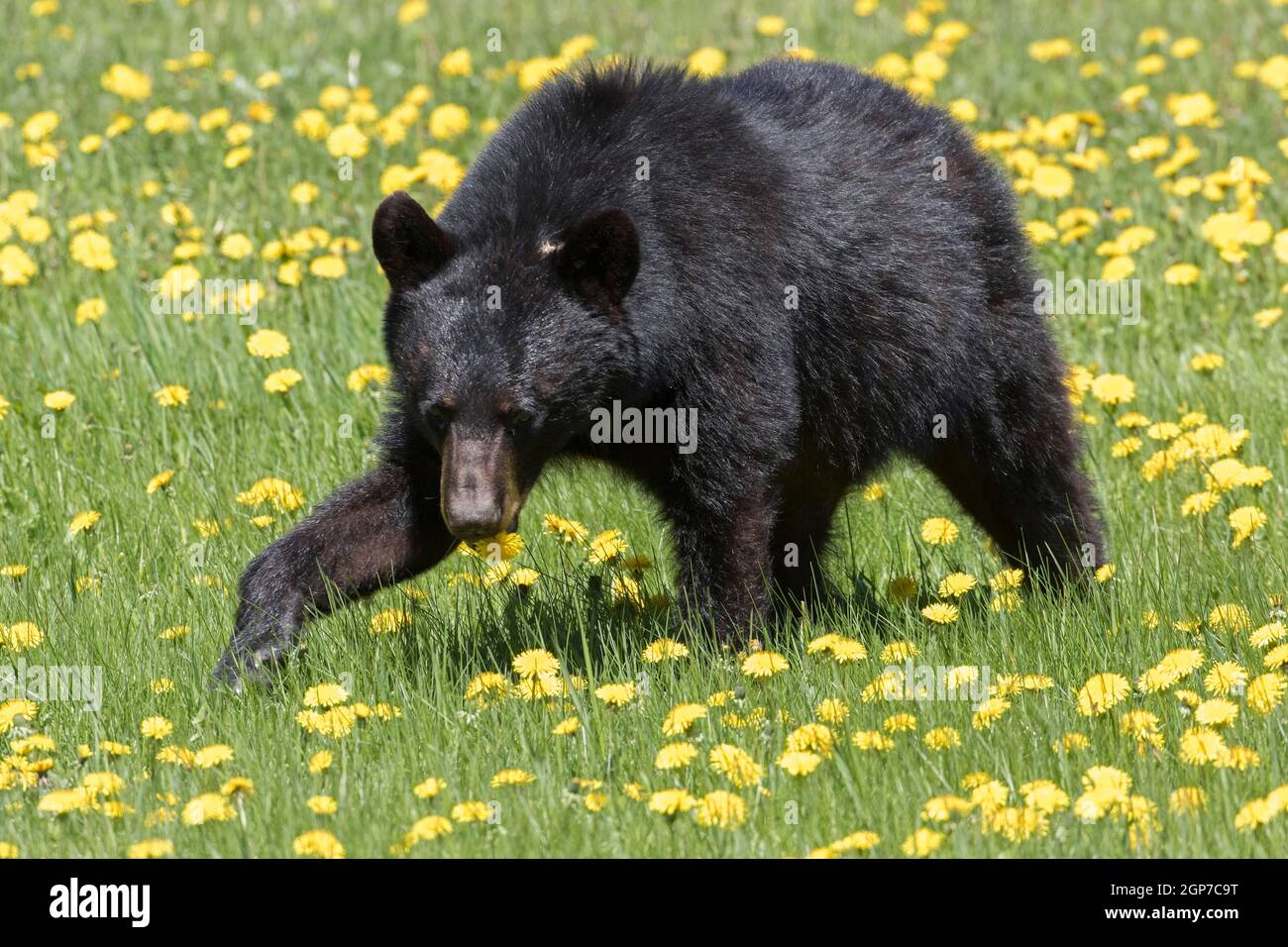 Amerikanischer Schwarzbär, der den Dandelion (Ursus americanus) isst, Forillon National Park, Quebec, Kanada Stockfoto