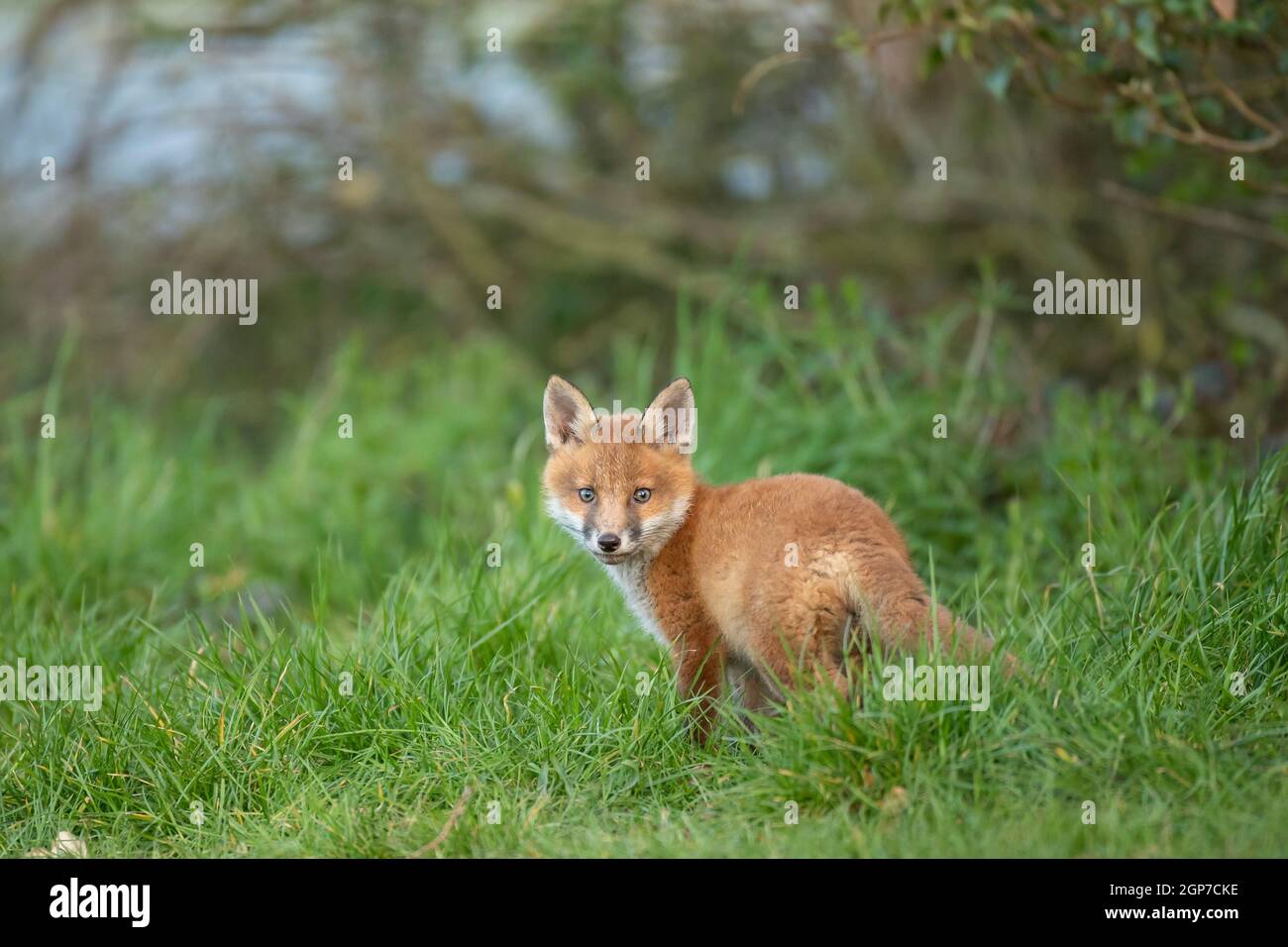 Rotfuchsjunge (Vulpes vulpes) erkundet von der Höhle aus Stockfoto