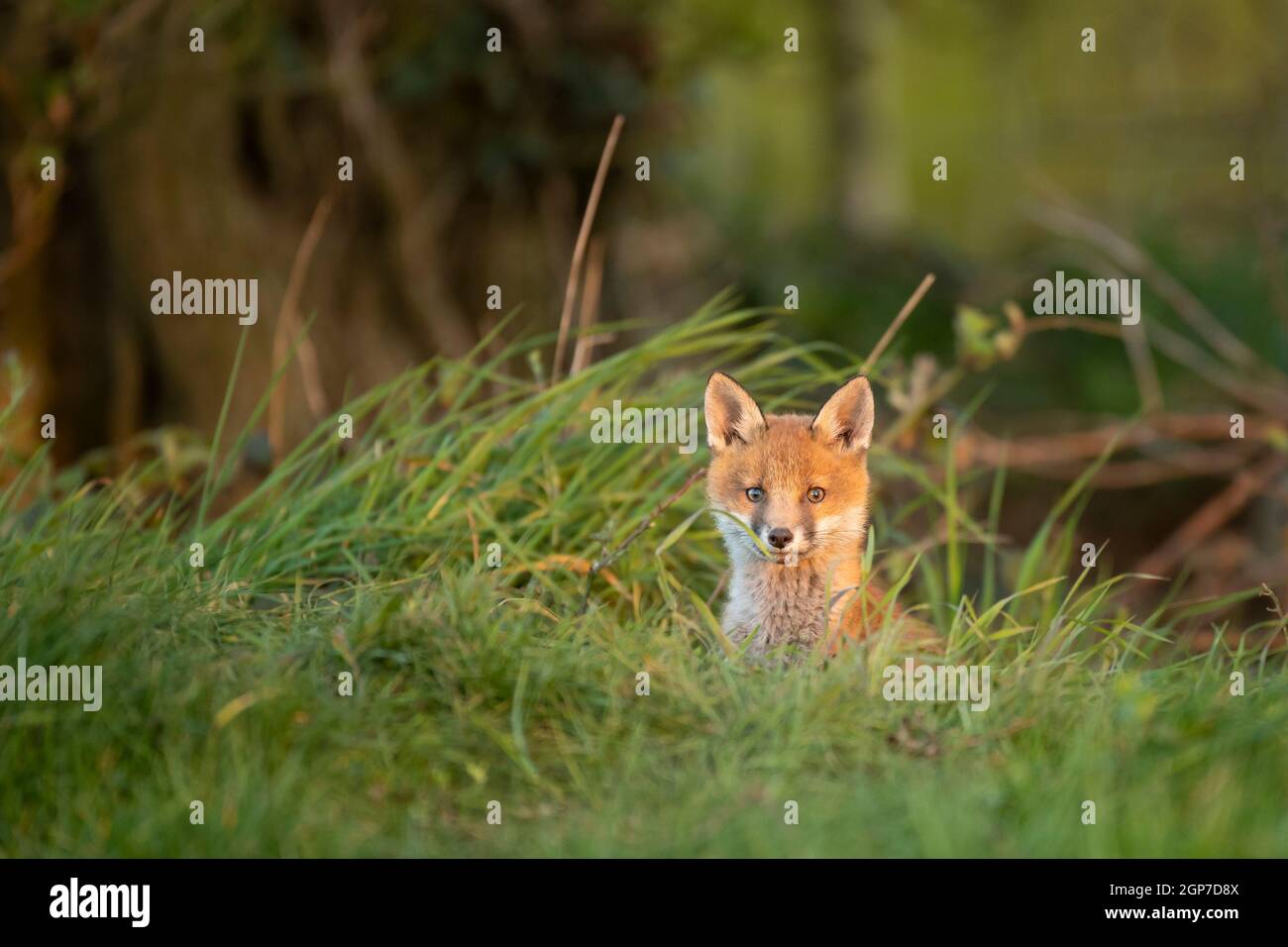 Rotfuchsjunge (Vulpes vulpes) erkundet von der Höhle aus Stockfoto