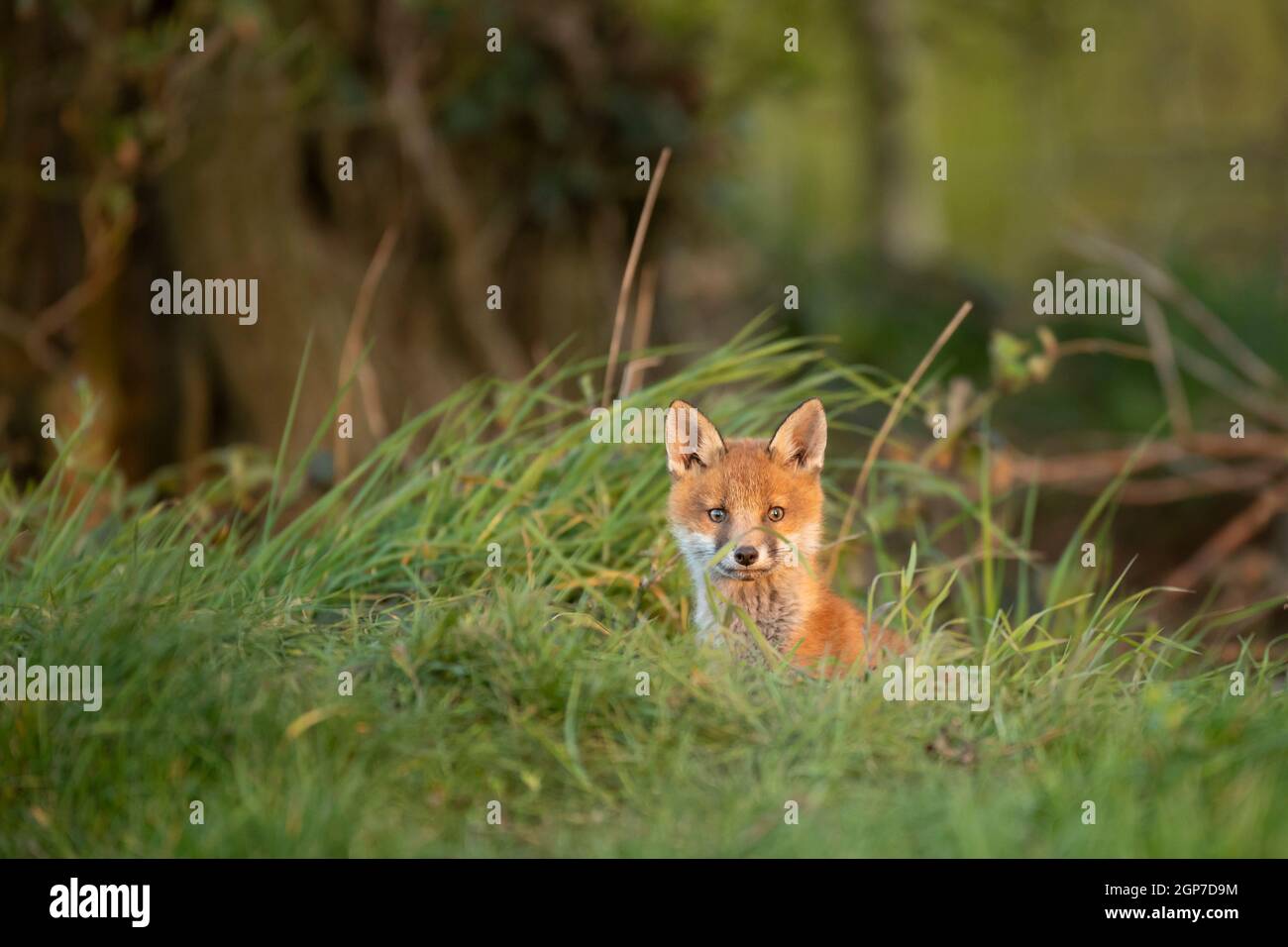 Rotfuchsjunge (Vulpes vulpes) erkundet von der Höhle aus Stockfoto