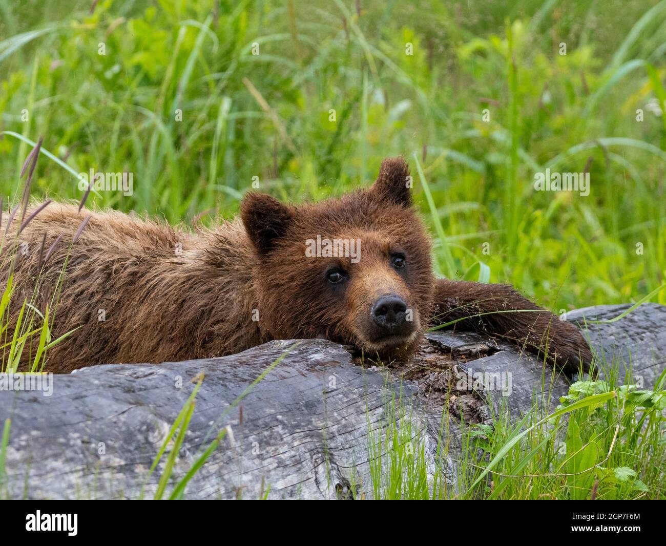 Braunbären, Pack Creek Bear Aussichtsbereich, Tongass National Forest, Alaska. Stockfoto