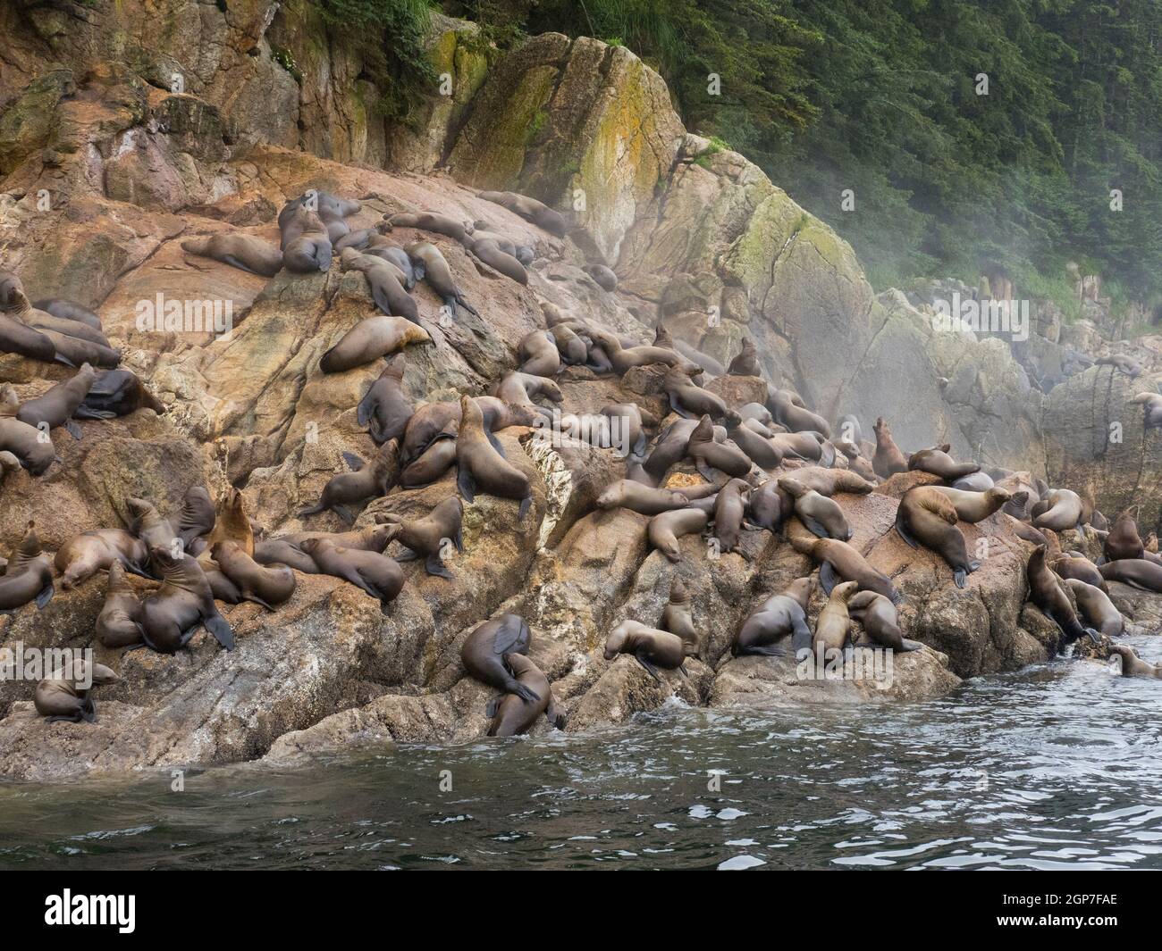 Northern Sea Lions, Tongass National Forest, Alaska. Stockfoto