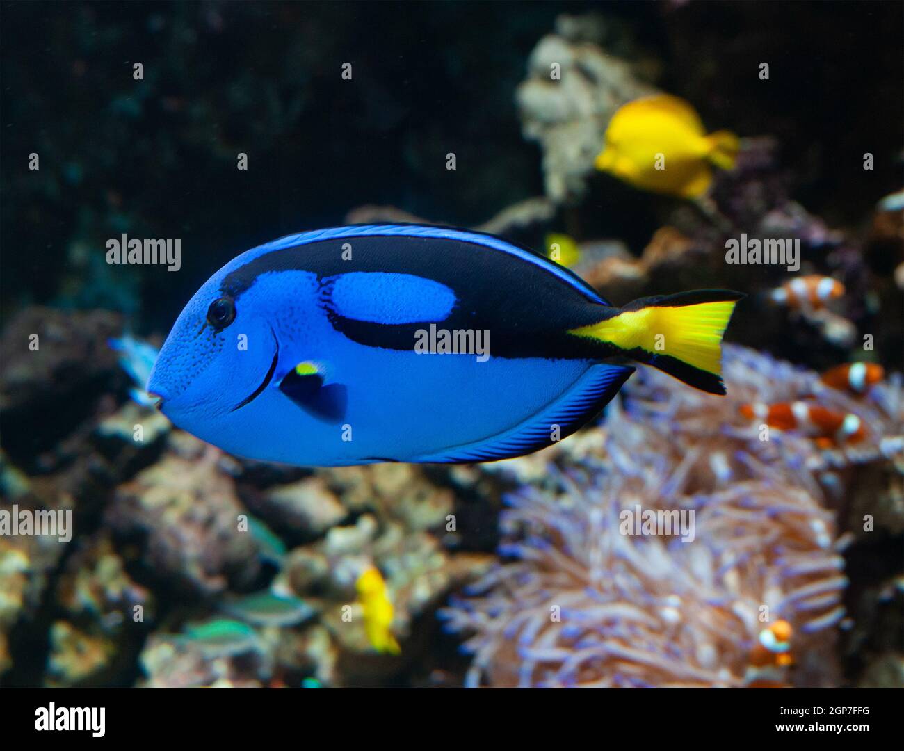 Eine beliebte Korallenriff Fische in Meerwasseraquarien mit gemeinsamen Namen, Regal blue Tang, Palette Doktorfische oder Hippo Tang, eine Indo-pazifischen Doktorfische der Par Stockfoto