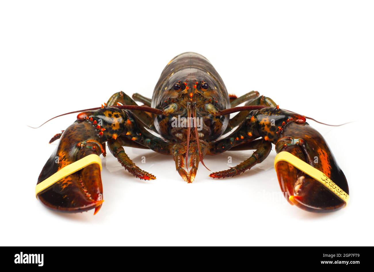 Lebende Hummer isoliert auf weißem Hintergrund Stockfoto