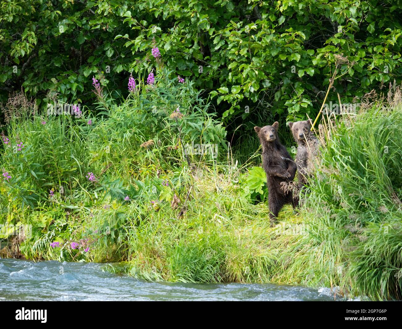 A Brown oder Grizzly Bear, Geographic Harbour, Katmai National Park, Alaska. Stockfoto
