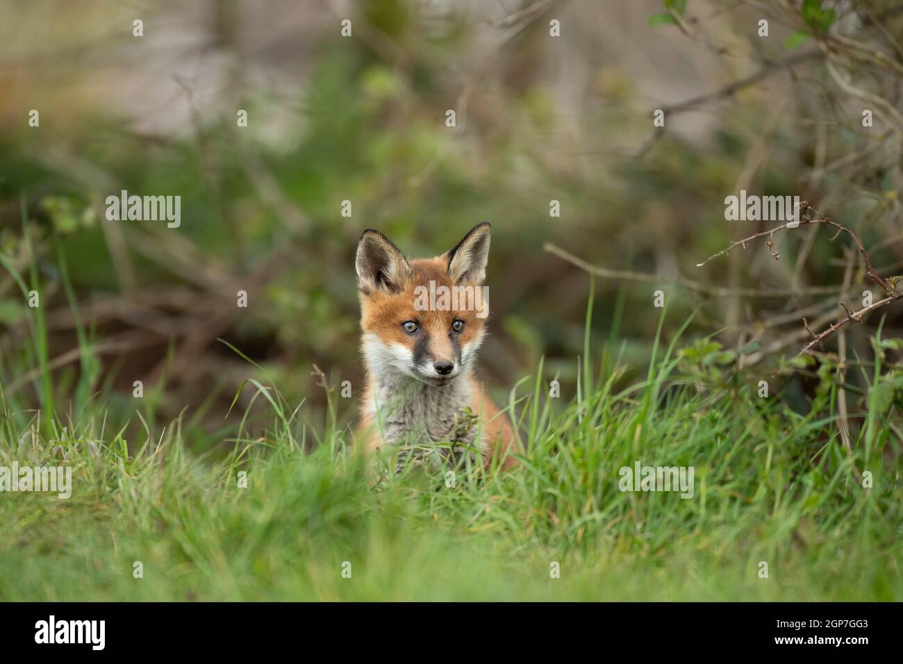 Rotfuchsjunge (Vulpes vulpes) erkundet von der Höhle aus Stockfoto