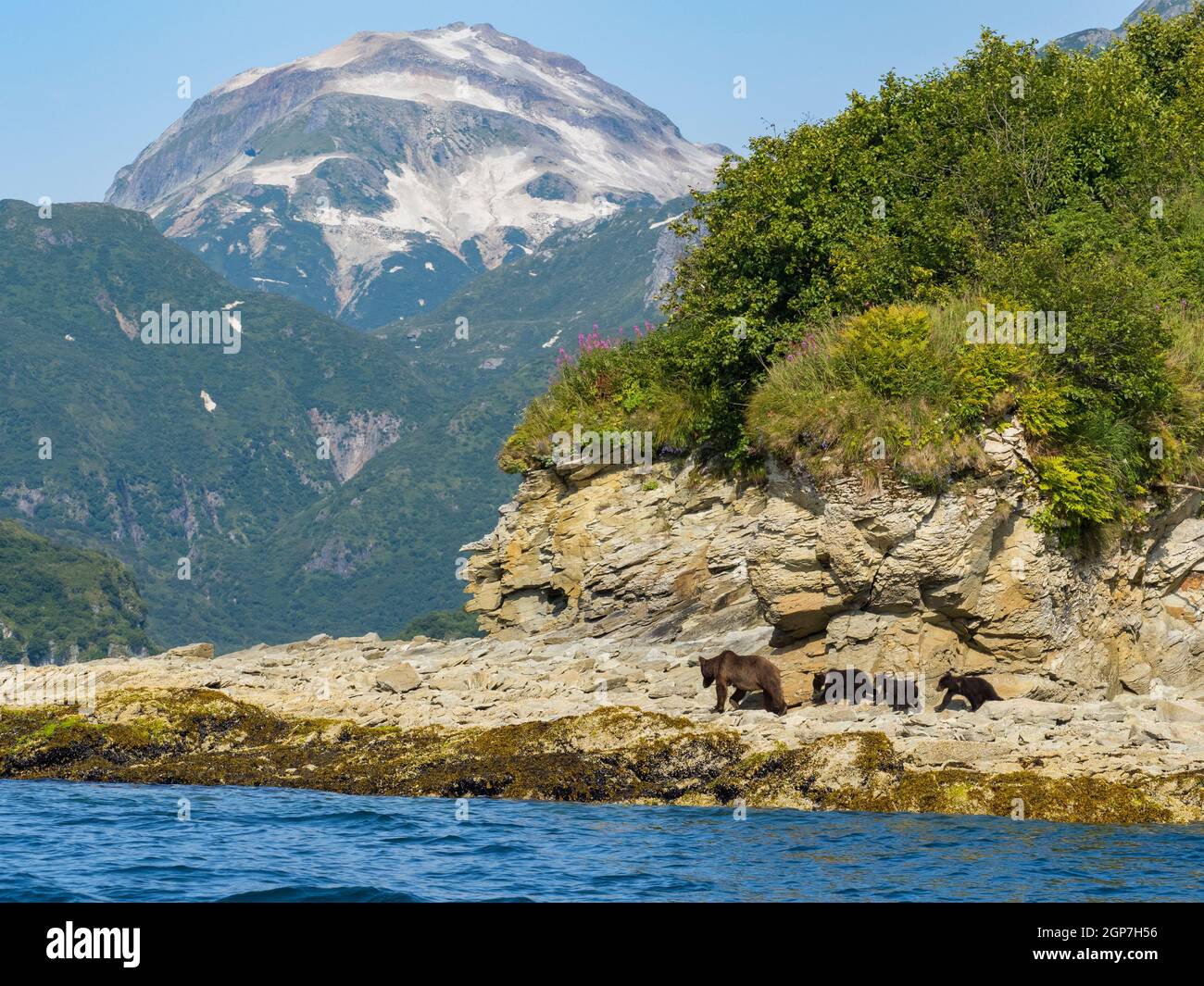 Ein Braunbär oder Grizzly Bear, Kinak Bay, Katmai National Park, Alaska. Stockfoto