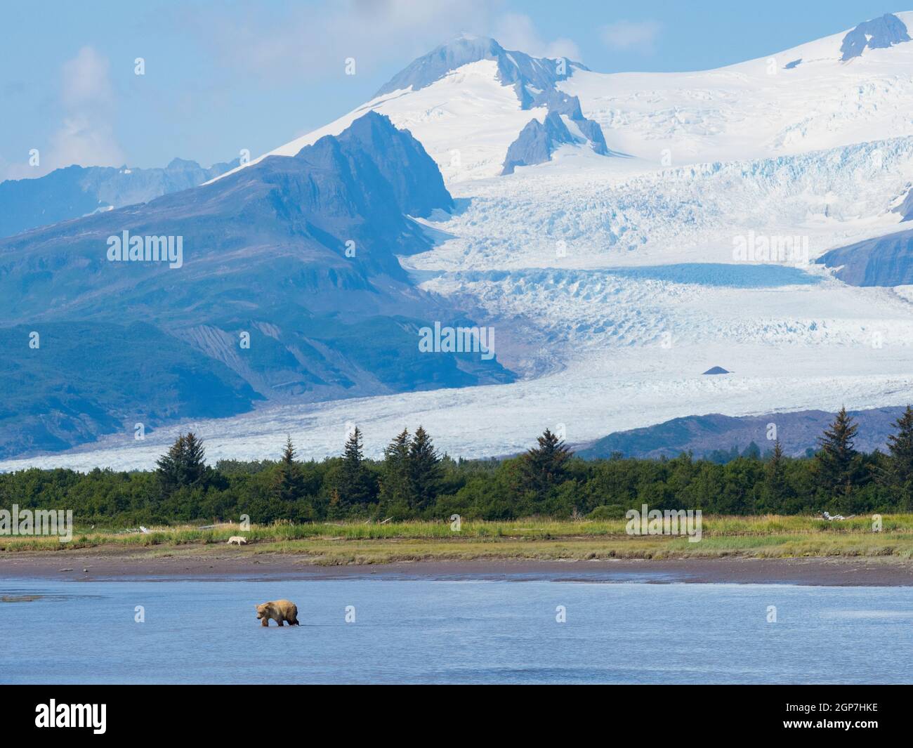 Ein Wolf und Brauner oder Grizzly Bear, Hallo Bay, Katmai National Park, Alaska. Stockfoto